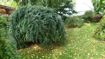2016 Arboretum Žampach - konec léta (16.9.)