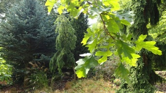 2016 Arboretum Žampach - konec léta (16.9.)