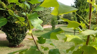 2016 Arboretum Žampach - konec léta (16.9.)