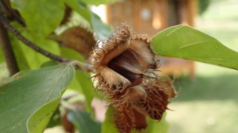 2016 Arboretum Žampach - konec léta (16.9.)