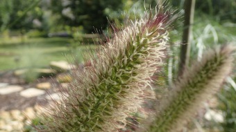 2016 Arboretum Žampach - konec léta (16.9.)