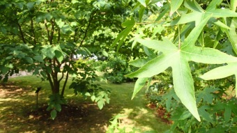 2016 Arboretum Žampach - konec léta (16.9.)