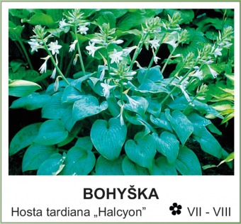 bohyška - Hosta tardiana ´Halcyon´