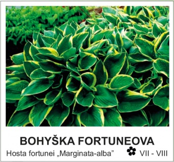 bohyška fortuneova - Hosta fortunei ´Marginata-alba´