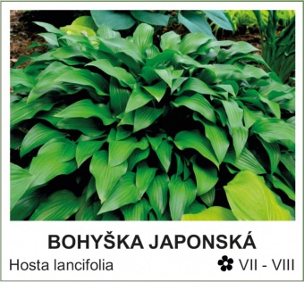 bohyška japonská - Hosta lancifolia