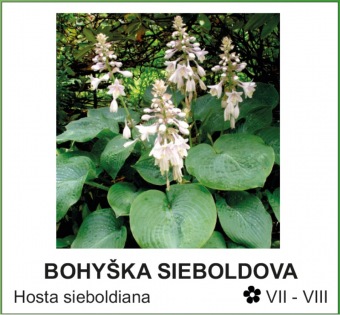 bohyška sieboldova - Hosta sieboldiana