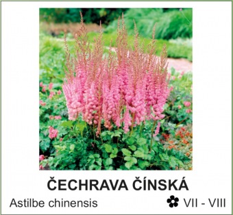 čechrava čínská - Astilbe chinensis