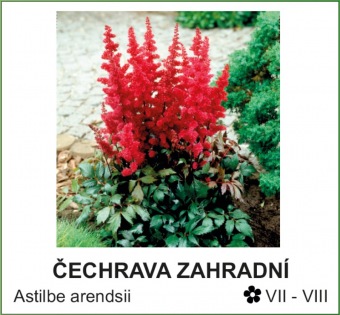 čechrava zahradní - Astilbe arendsii