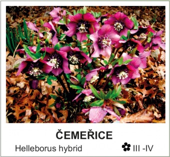 čemeřice - Helleborus hybrid