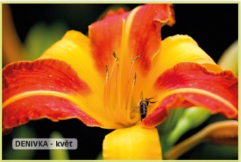 denivka - Hemerocallis