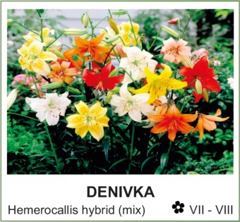 denivka - Hemerocallis hybrid (mix)