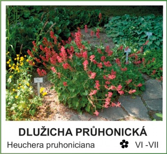 dlužicha průhonická - Heuchera pruhoniciana