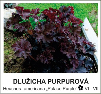 dlužicha purpurová - Heuchera americana ´Palace Purple´