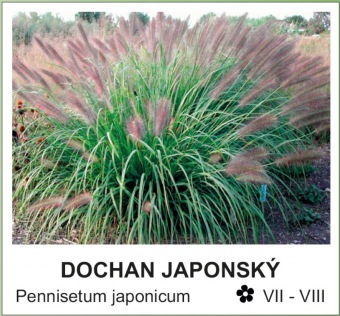 dochan japonský - Pennisetum japonicum