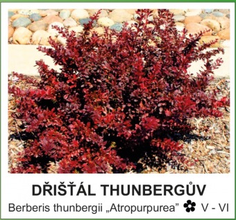 dřišťál Thunbergův - Berberis thunbergii ´Atropurpurea´