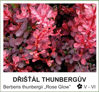 dřišťál Thunbergův - Berberis thunbergii ´Rose Glow´