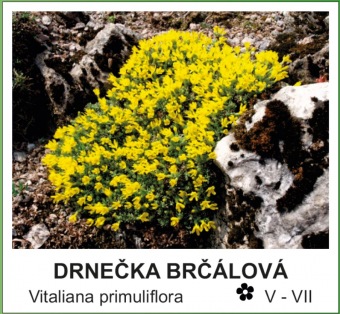 drnečka brčálová - Vitaliana primuliflora