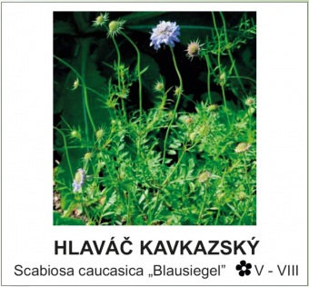hlaváč kavkazský - Scabiosa caucasica ´Blausiegel´