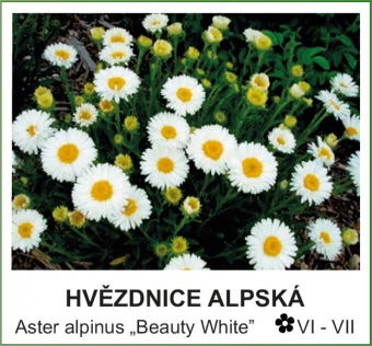 hvězdice alpská - Aster alpinus ´Beauty White´