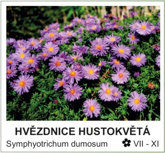 hvězdnice hustokvětá - Symphyotrichum dumosum