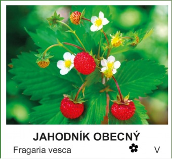 jahodník obecný - Fragaria vesca