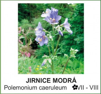 jirnice modrá - Polemonium caeruleum