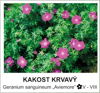 kakost krvavý - Geranium sanguineum ´Aviemore´