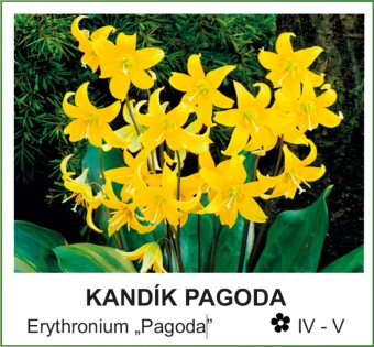 kandík pagoda - Erythronium  ´Pagoda´