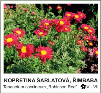kompretina šarlatová, řimbaba - Tanacetum coccineum ´Robinson Red´