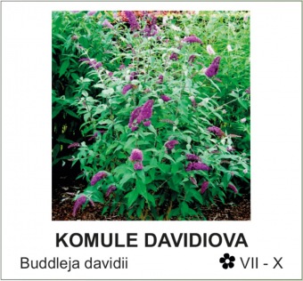 komule davidova - Buddleja davidii