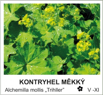 kontryhel měkký - Alchemilla mollis ´Trihller´