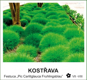 kostřava - Festuca ´Pic Carlitglauca Fruhlingsblau´