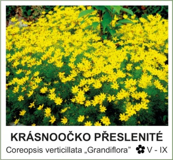 krásnoočko přeslenité - Coreopsis verticillata ´Grandiflora´