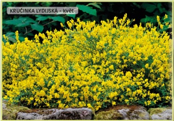 kručinka lydijská - Genista lydia