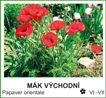 mák východní - Papaver orientale