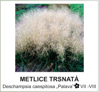 metlice trsnatá - Deschampsia caespitosa ´Palava´