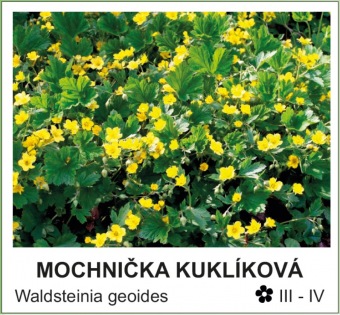 mochnička kuklíková - Waldsteinia geoides