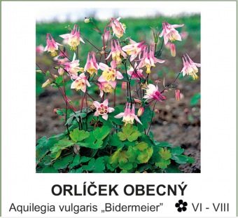 orlíček obecný - Aquilegia vulgaris ´Bidermeier´