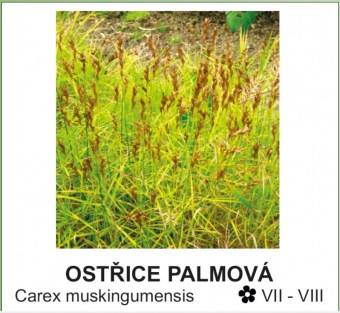 ostřice palmová - Carex muskingumensis