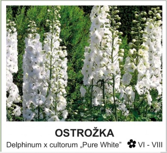ostrožka - Delphinum x cultorum ´Pure White´