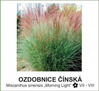 ozdobnice čínská -Miscanthus sinensis ´Morning Light´