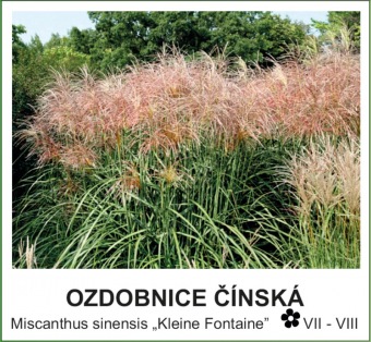 ozdobnice čínská - Miscanthus sinensis ´Kleine Fontaine´