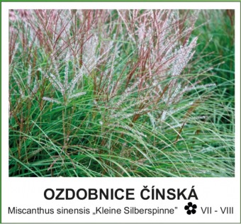 ozdobnice čínská - Miscanthus sinensis ´Kleine Silberspinne´
