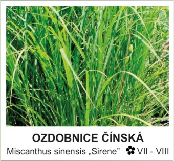 ozdobnice čínská - Miscanthus sinensis ´Sirene´