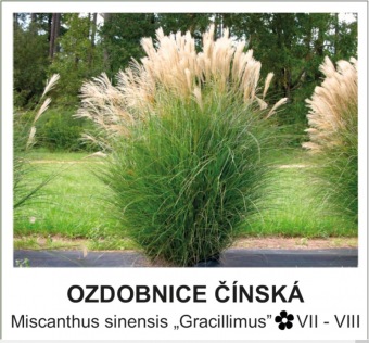 ozdobnice čínská - Miscanthus sinensis  ´Gracillimus´