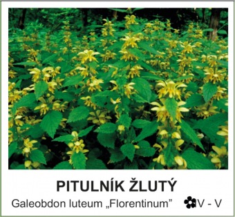 pitulník žlutý - Galeobdon luteum ´Florentinum´