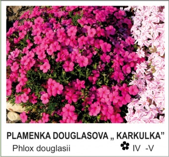 plamenka douglasova ´Karkulka´ - Phlox douglasii