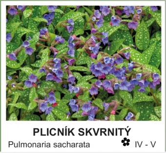 plicník skvrnitý - Pulmonaria sacharata