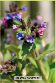 plicník skvrnitý - Pulmonaria sacharata (2)