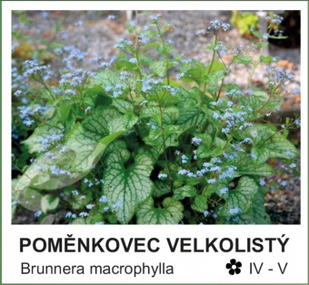 poměnkovec velkolistý - Brunnera macrophylla